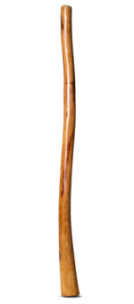 Gloss Finish Flared Didgeridoo (TW939)